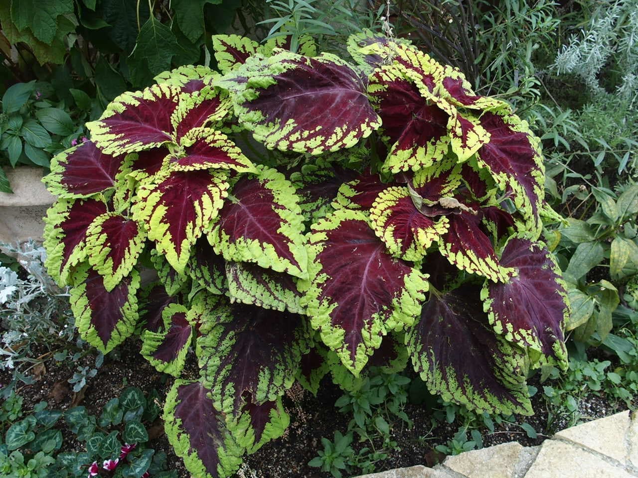 pb170034.jpg