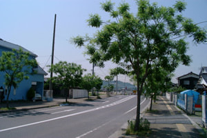 moluhoumen.jpg
